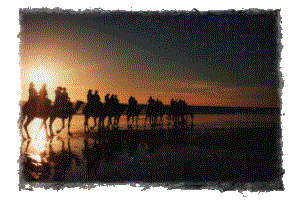 Camels on Cable Beach, Broome Australia