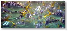 colourful fish on Ningaloo Reef