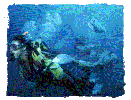 Diving in Coral Bay