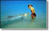 Dolphin at Monkey Mia visits the shore